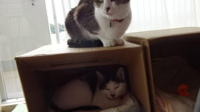 ゆめニャン 風邪をひく