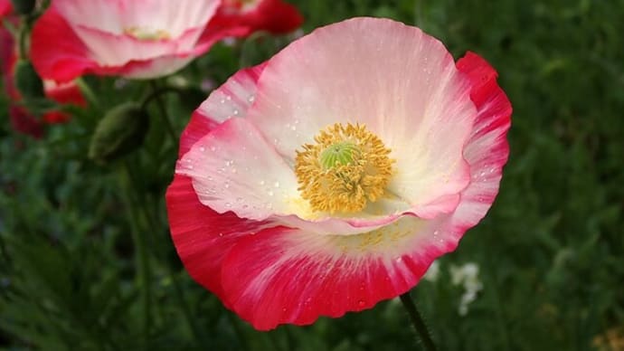 ぎふワールド・ローズガーデンの花々