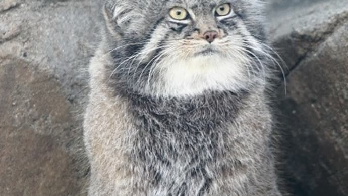 隣が気になるマヌールちゃん