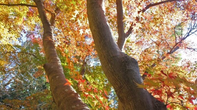東漸寺の紅葉