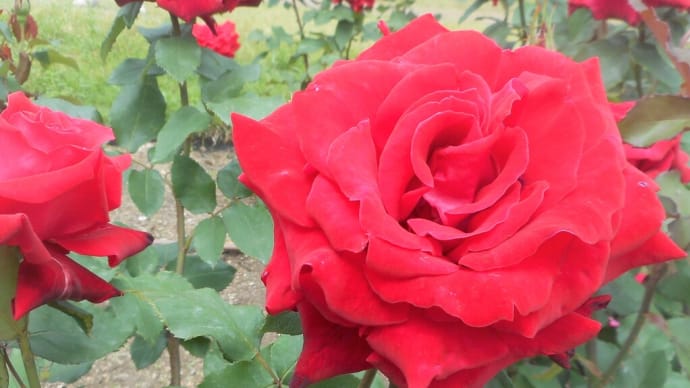 豪華絢爛に咲き誇る薔薇～バラ便り～（4）