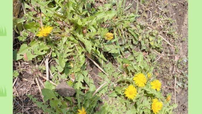 小さい春を見つけに🌼