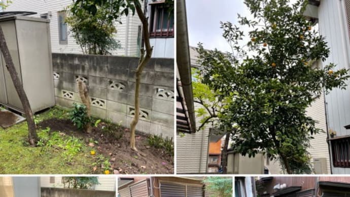 お庭の植木伐採と伐根作業
