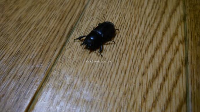 家が古いから仕方ない
