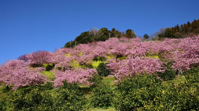 あぐりパーク嵯峨山苑の河津桜