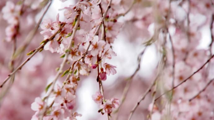 サイボクハムの枝垂れ桜