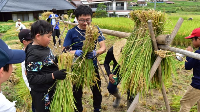「mikke昔ながらの稲刈り体験 2024🌾」開催御礼