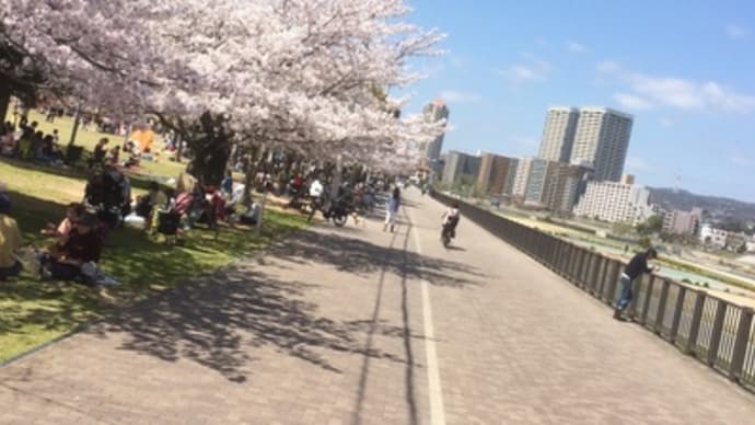 桜、満開。