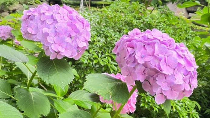 あのときのじゃが芋が...