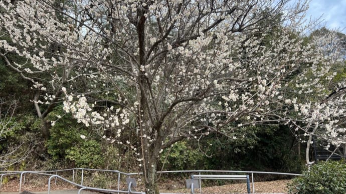 愛犬と散歩🚶