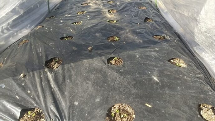 カブとダイコン発芽
