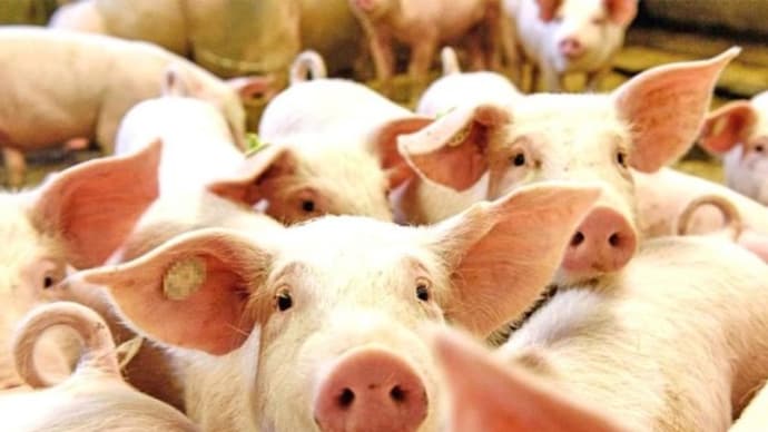 中国、喪失の豚2億頭か ASF猛威 養豚半減、豚肉生産25%減の分析