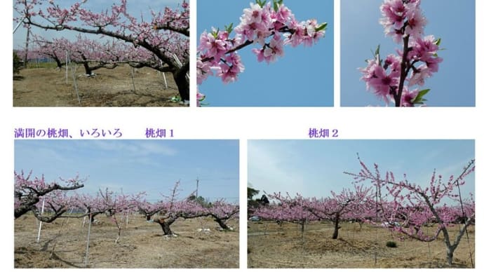 満開の桃畑を、満喫しました - 2025.4上 -