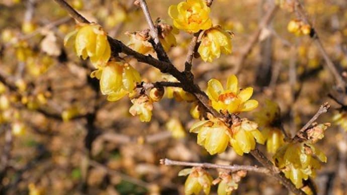 蝋梅や山茶花など~神代植物公園⑤~