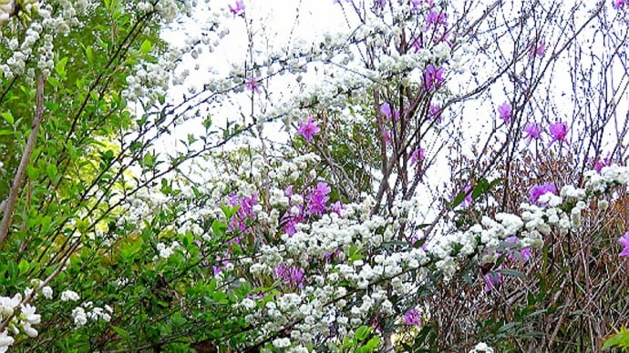庭の花木（4月）今年も咲いた、シジミバナ、ハナズオウ、ミツバツツジ他。