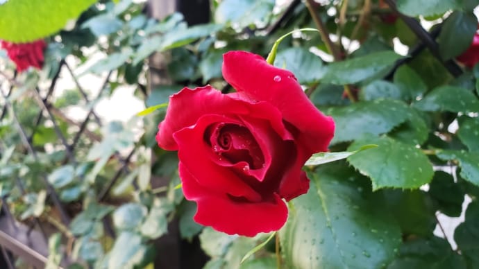 久しぶりに実家にお泊り〜草むしりとお墓参りと