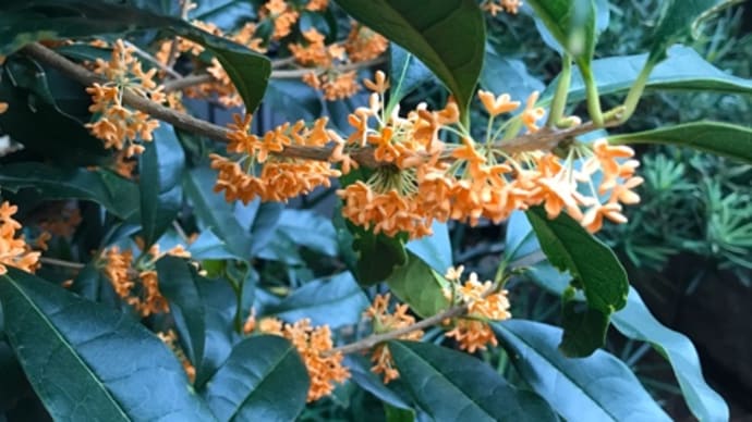 自宅の花