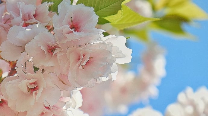 八重桜の樹の下で…