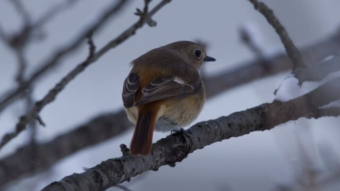 カワセミに会えた！！！（超久しぶりの写真撮り！）