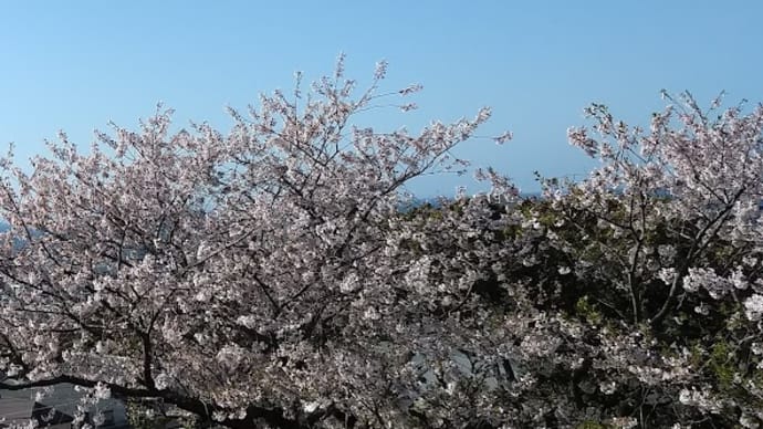 今年の桜は長持ち、少し冷える