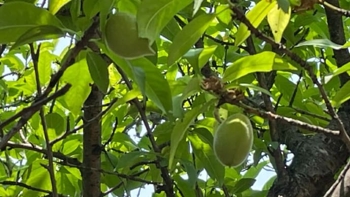 音楽.ピアノで心を穏やかに