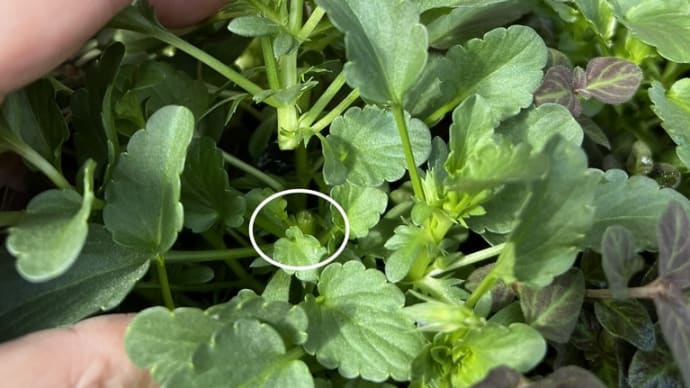 安い価格帯のビオラを摘芯*1〜3ヶ月後花をもりもりに咲かせる方法