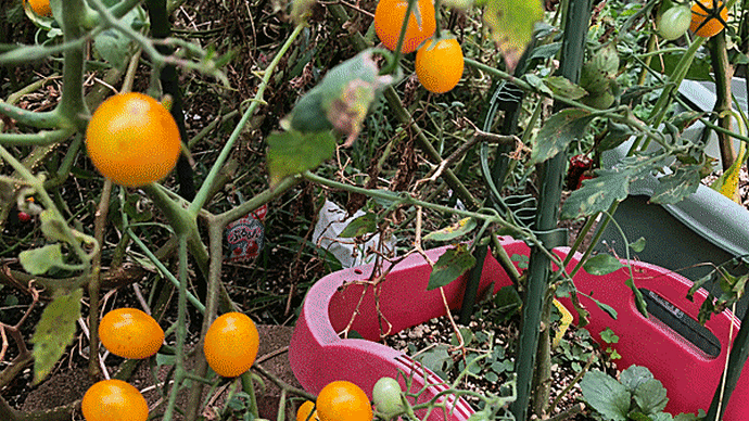 ラストスパートのミニトマト収穫！