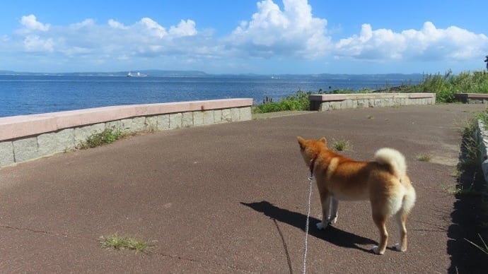 観音崎公園散歩~歩くのに夢中で写真を撮っていなかった