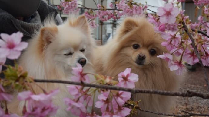 河津桜は満開でした