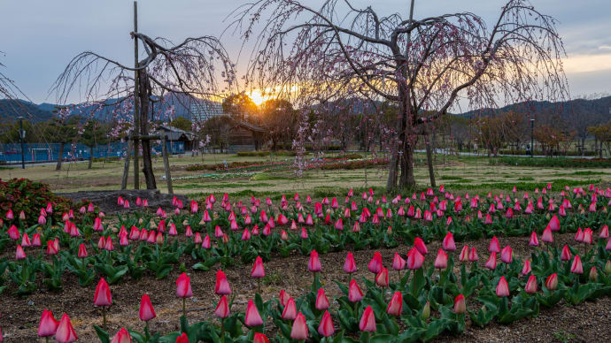 ウチノ海総合公園のしだれ桜