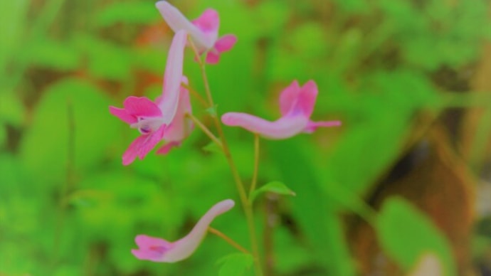 朝の詩 「は は は は は」の春