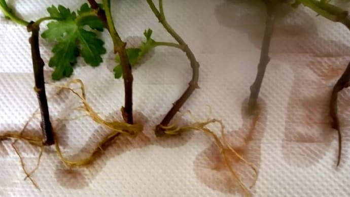 菊の挿し芽 水栽培