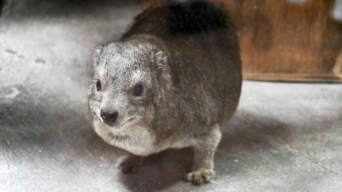 ケープハイラックスさん お久しぶり