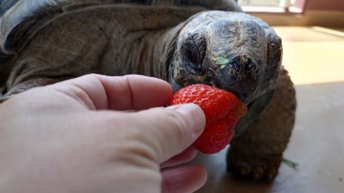 アルダくんにいちご🍓