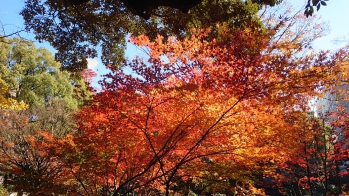 今年最後の歯科検診で