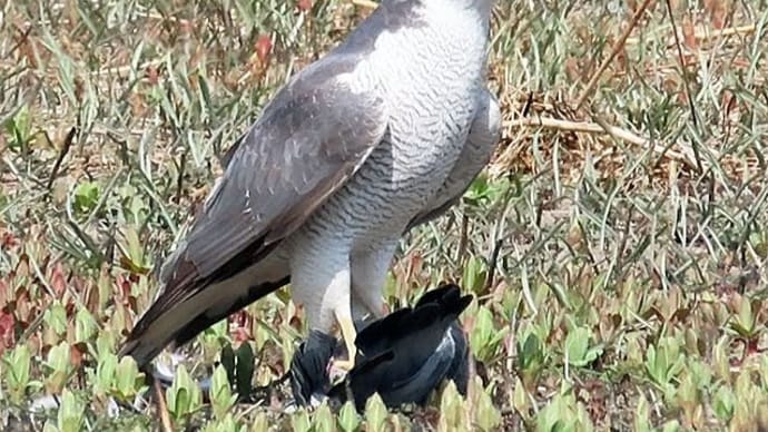 田島ケ原サクラソウ自生地でオオタカ出現にビックリ