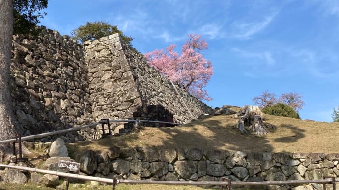 3月24日25日、彦根城の桜