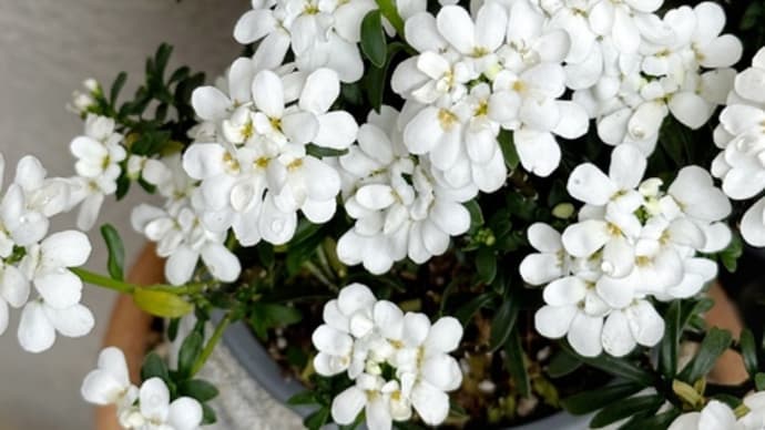 冬の庭、雪のように白いイベリスの花
