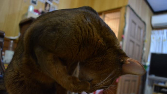 Nikon D5200 で撮ってみました・・・