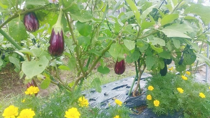 縞むらさきが復活してきました。