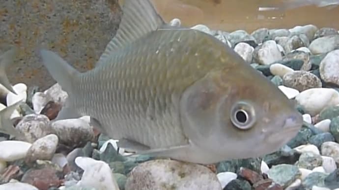 フナ釣り🔰