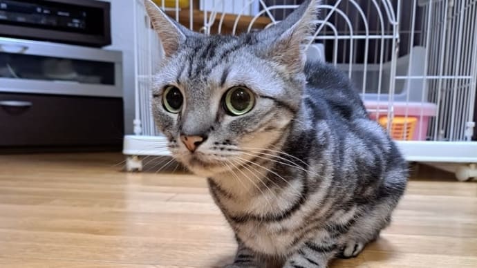暑すぎて仕事がツラい。