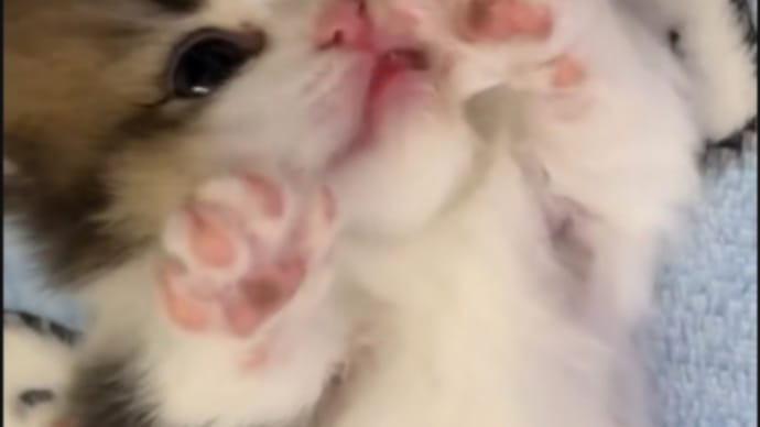 お休みにゃさい💜