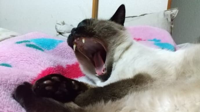 げらっげらっげらっげら~♪