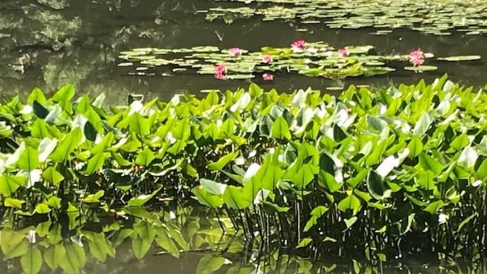 わずかな色が緑に映える「神苑」
