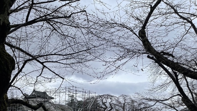 お城と岩木山と桜のアングルは、、、ラスト❗️