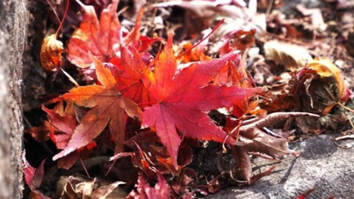 東大寺~手向山八幡宮付近へ ー 奈良へ紅葉狩りⅣ