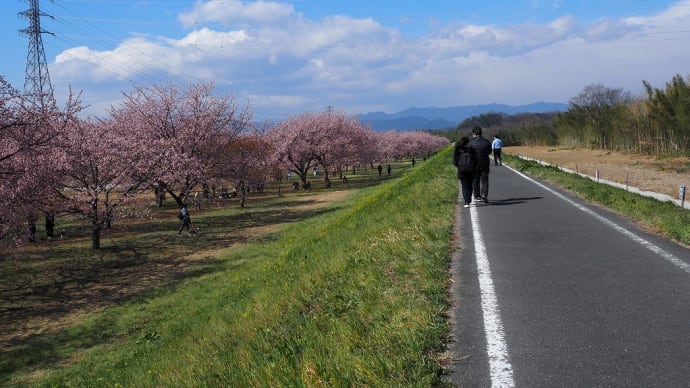 坂戸市の安行寒桜（2024.3.20）２