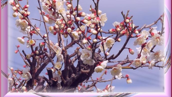 公園の花木など