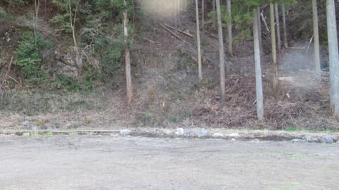 '22.03.20 里の周辺のクレソン・水芭蕉・ブルーベリー